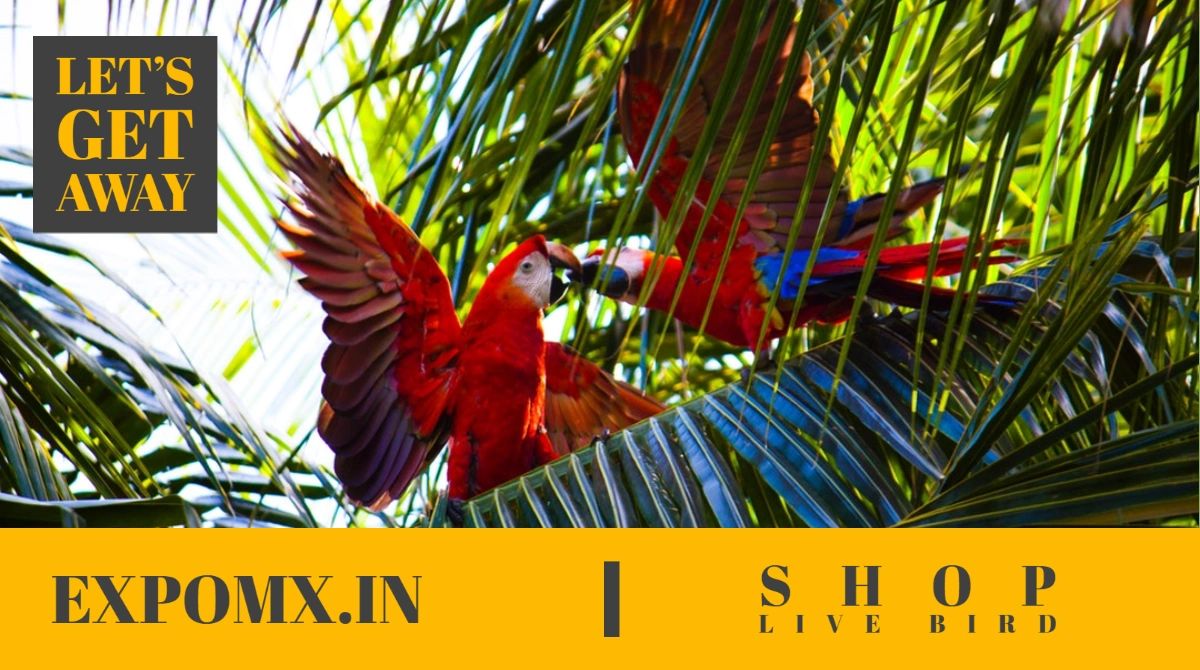 Birds Online Shopping EXPOMX.IN